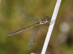 Lestes dryas